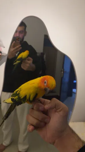 للبيع صن كنيور أليف