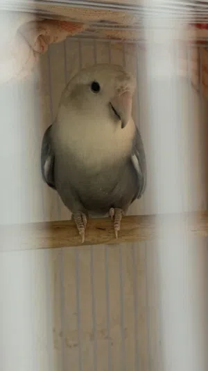 للبيع زوج لوفبيرد منتج