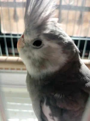 ببغاء كوكتيل وايت فيس