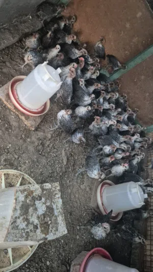 صيصان الفيومي عمر شهر