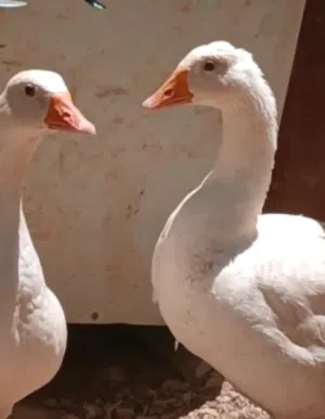 طقم وز للبيع