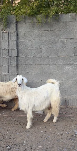 للبيع من حلال الجواميد