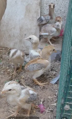 4 Pakistani Chickens for Sale