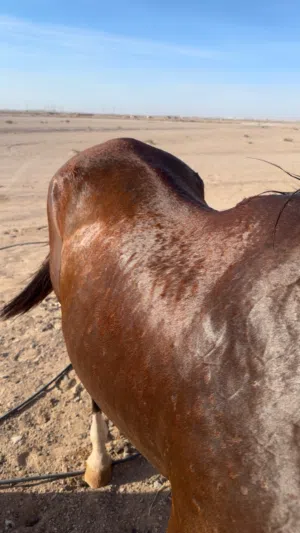 خيل عربي للبيع