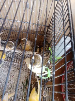 كينارات عدد 5 مخاليف