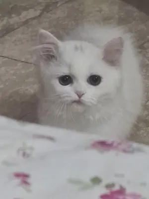 Persian white kitten