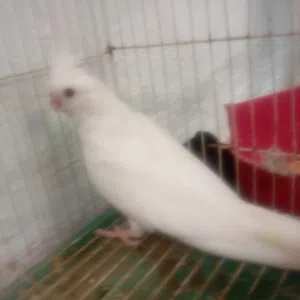 كوكتيل كوكتيل