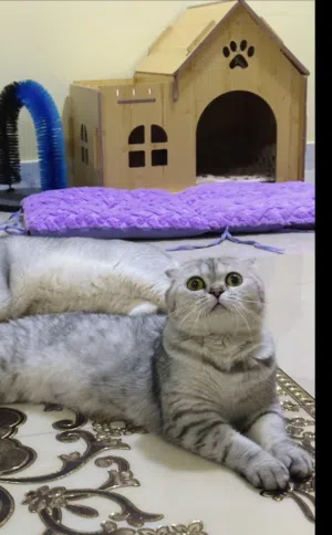 Scottish fold