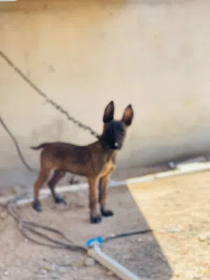 مالينوا اصلي