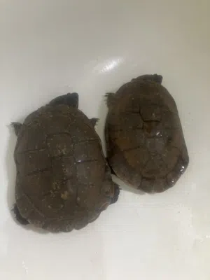 زوج سلاحف كبير