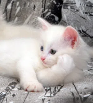 bebe Chats blancs et siamois
