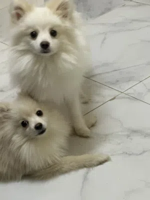 كلب بومرينيان