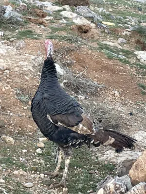 طقم حبش للبيع