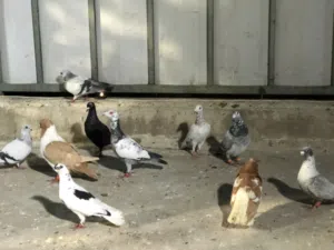 14 حمامة طيور حمام جبل الزهور مطلوب في الحبة 4 دنانير