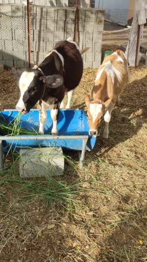 للبيع عجلين واحد هولندي واحد نمساوي