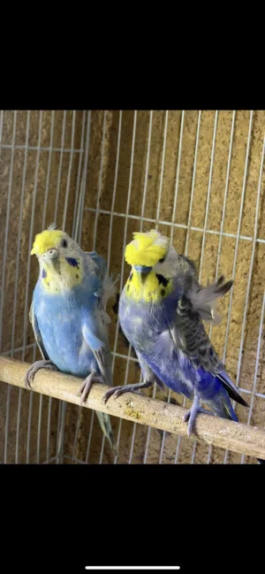 متاح زوج هاجرمو رينبو جواهن افراخ و 3 بيضات