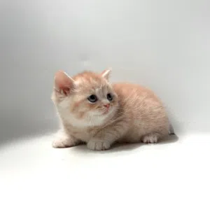 Scottish kittens
