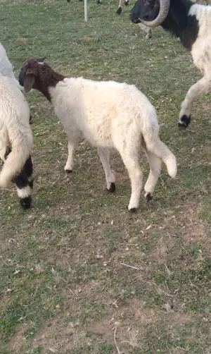 خروف بيوضي للبيع