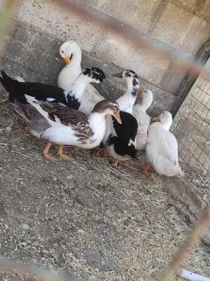 بط بلدي صحة ونظافة