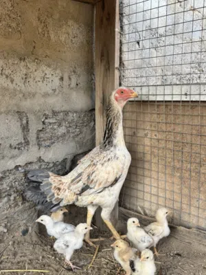 دجاجه بعين وحده