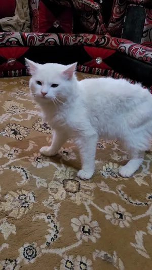 قطط شرازي للبيع في صنعاء الاصبحي المقالح