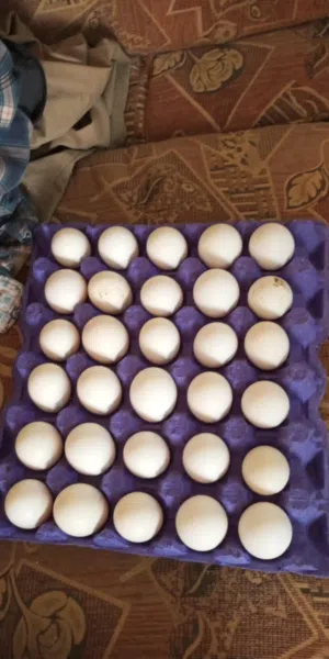 بيض دجاج بلدي