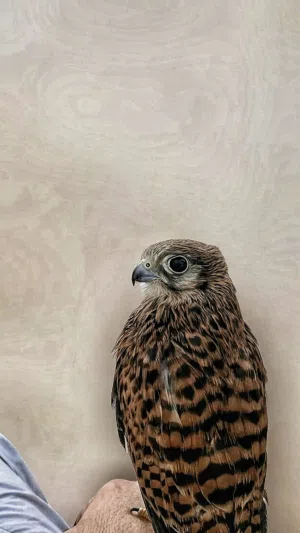 بيع طير شرياص