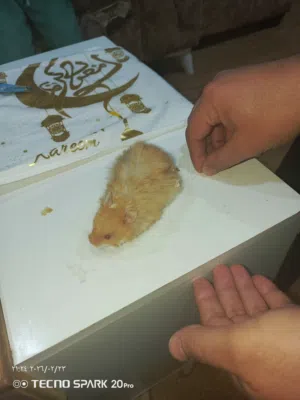 هامستر سوري للبيع