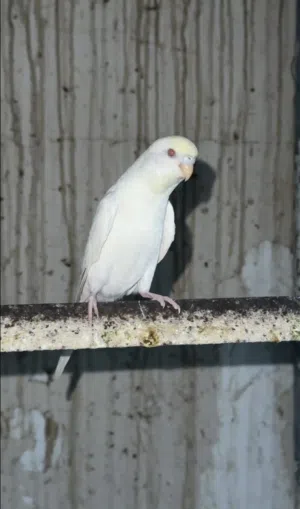 بادجي البينو