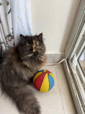Cat tortillas