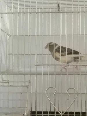 للبيع كناري مايسكة من تغريد قوي وصوت عالي