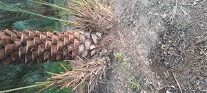 فسائل (صرم) خلاص