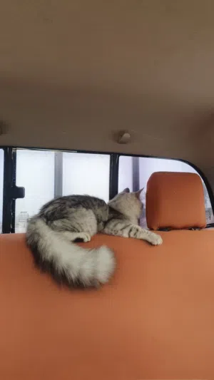 mix Persian