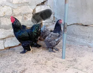 كوبية براهما