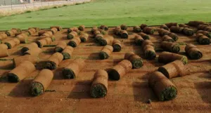 نجيل طبيعي m5 نخب أول و نجيل دايكوندرا أمريكي نخب أول