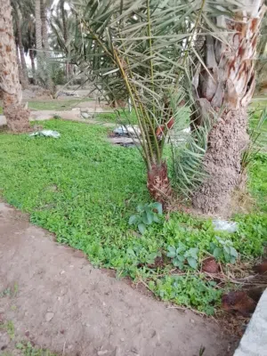 corom nagal, gebri,jeved,khalas,khaineji,khesab,kass