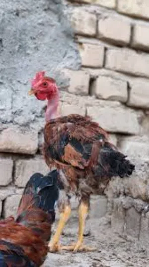 متوفر دجاج عرب أو ابو ركيبه