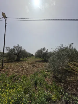 Mixed Use Land for Sale in Irbid Samar