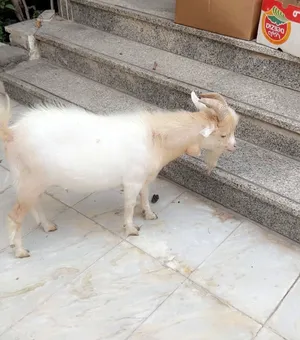 ‏ماعز‏2