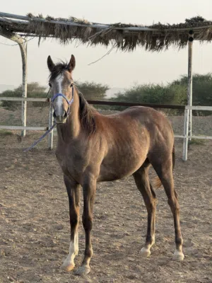 مهر عربي للبيع