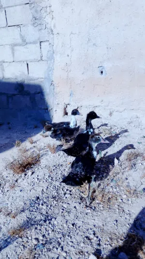 بط بلدي اصلي عدد أربعا ذكر و ثلث اناثي عمر شهرين و نص