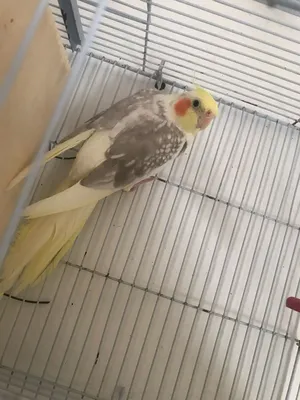 Birds0