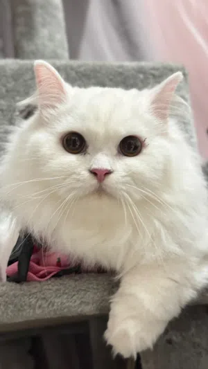 Persian cat