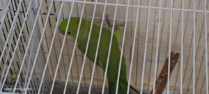 للبيع زوج ببغاء درة هندي مميز مع قفص,حجم كبير - صحة ونشاط ممتاز