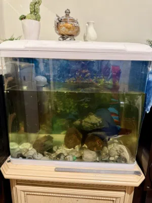 Aquarium with fish