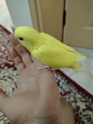 بيع فروخ بادجي جميلات ولونه جميل
