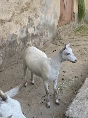 شاه صلاحيه وبنتها ماشاءالله تبارك الرحمن فل سمنة الجاد يتواصل وفاله طيب