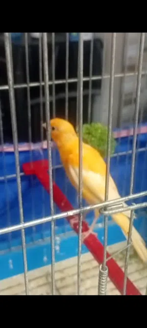 فحل كنار بندوق لون جزري غامق