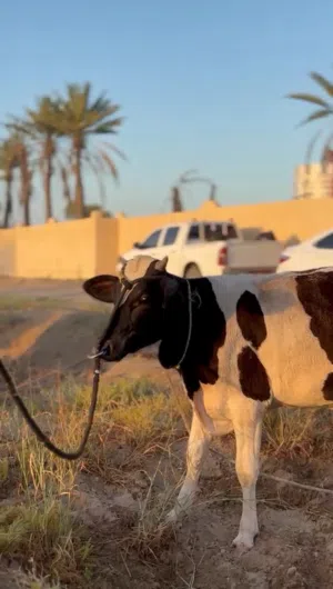 عجل للبيع تهجين نمساوي هولندي