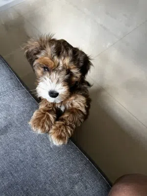 Friendly, healthy, female Maltipoo puppy available